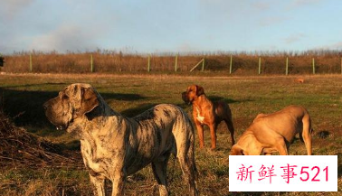 不建议养的五种狗