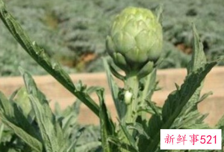 世界上最贵的蔬菜