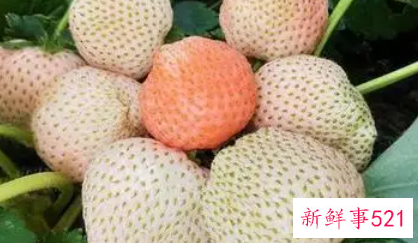 菠萝莓是转基因吗