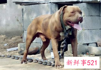 不建议养的五种狗