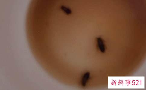 蟑螂咬人有毒吗