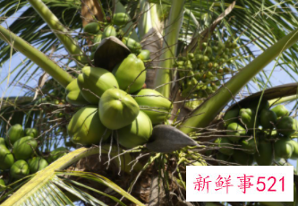 椰子肉应该怎么吃