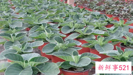 芙蓉花盆栽几月种植