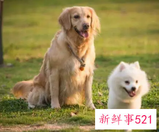 82年属狗女老了会靠谁呢