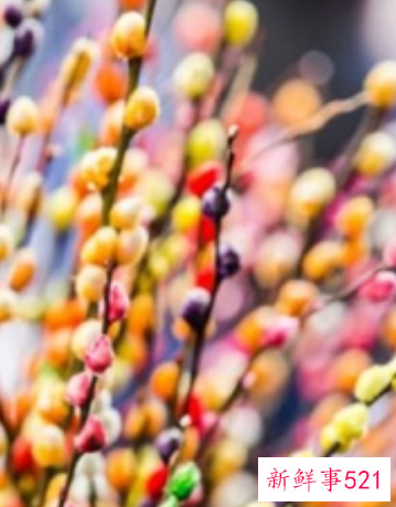 春节家庭摆放鲜花