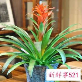 客厅放什么花最旺财