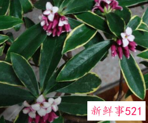 客厅放什么花最旺财