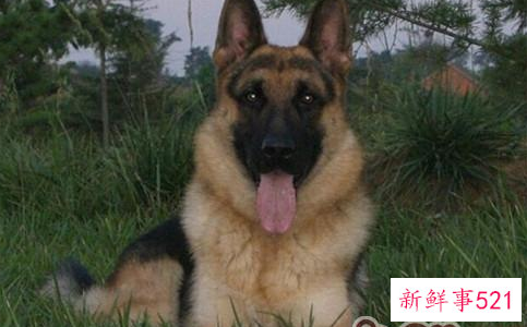 德国牧羊犬的性格特点