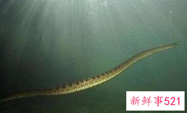 世界上最短小的蛇是什么