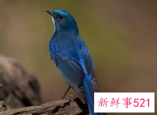 梦见羽毛很漂亮的鸟