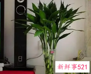 客厅放什么花最旺财