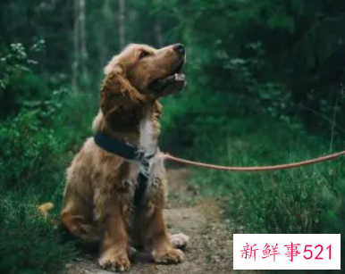 梦见咀嚼有什么征兆