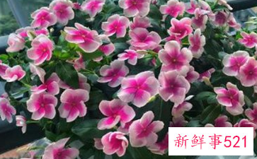 阳台养什么花招财并聚财