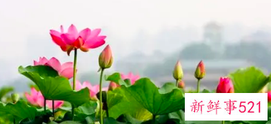 不化妆就很漂亮了怎么形容