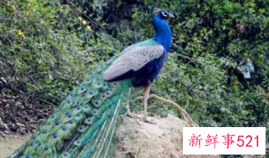 孔雀小时候长什么样子