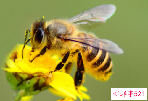 梦见蜜蜂有什么征兆