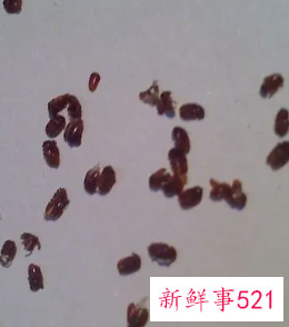 咖啡色椭圆形小虫子