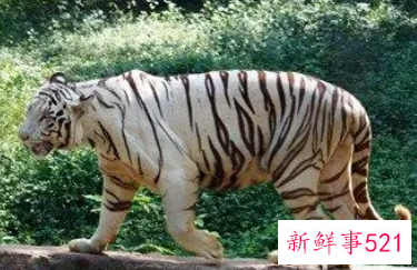 梦见老虎可能是什么预兆