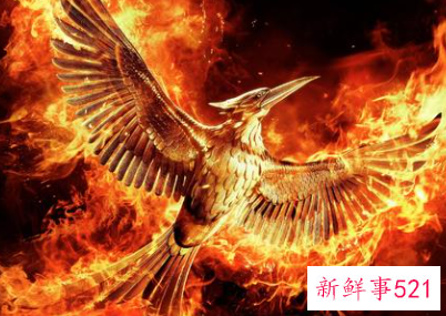 梦见火凤凰攻击我是什么意思