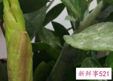 金钱树寓意是什么意思