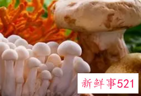 长期吃蘑菇对人有什么危害