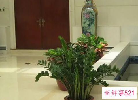 哪些房门前可以摆放植物