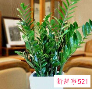 客厅放什么花最旺财