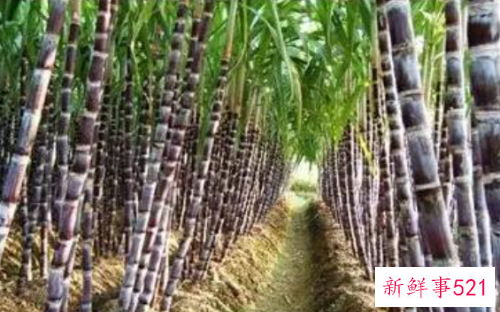 甘蔗如何制糖
