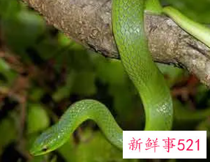 孕妇梦见蛇挡路是什么意思