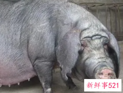 梦见老母猪拱我