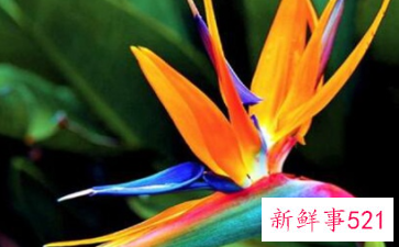 阳台养什么花招财并聚财