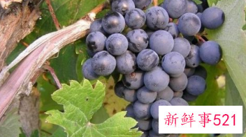 帮助身体排毒的水果有哪些