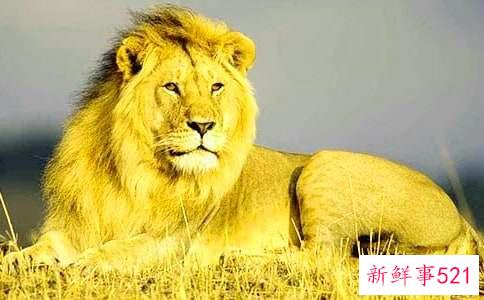 狮子座女生的最佳配对