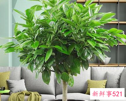 哪些花代表吉祥好运