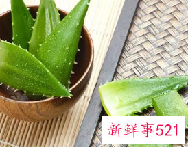 涂芦荟胶可以预防妊娠纹加重吗