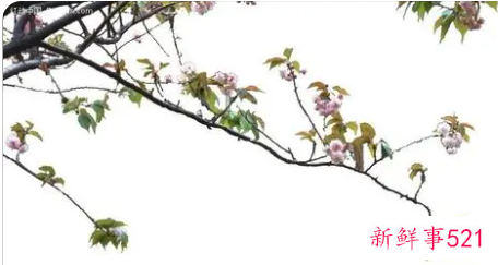 梦见花枝折了是什么意思