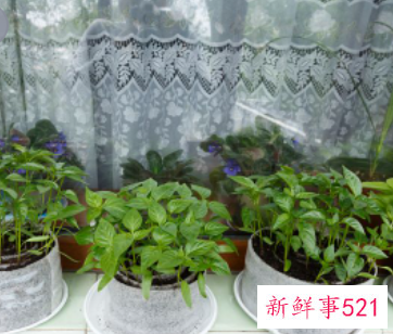 阳台摆放花草有什么讲究