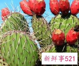 仙人果有什么好处