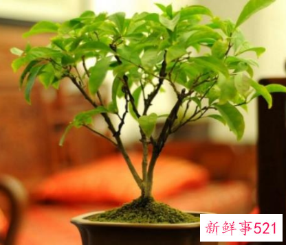 非洲茉莉对家居环境的影响