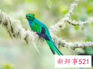 梦见羽毛很漂亮的鸟