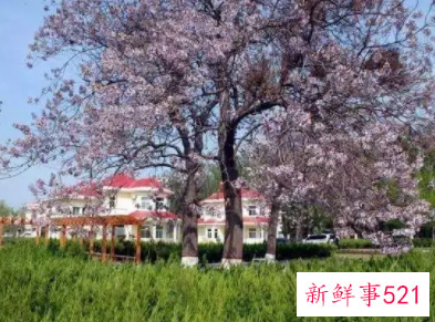 梦见梧桐花开是什么意思