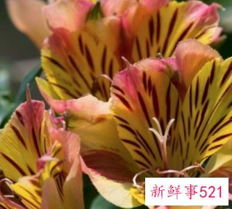 春节家庭摆放鲜花