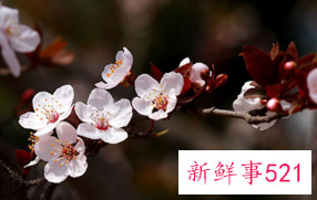 紫叶李的栽培要点