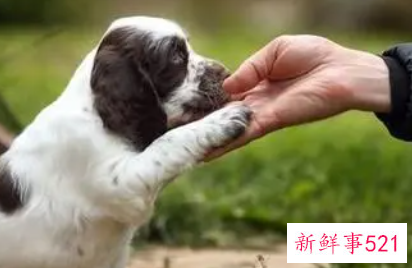 与爱犬更亲近的方法