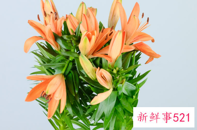 百合花象征什么生肖
