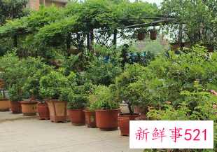 露台上适合种什么树