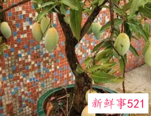 阳台种什么水果好养活