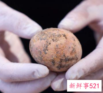 以色列发现保存完整的千年鸡蛋，保存在古粪坑内
