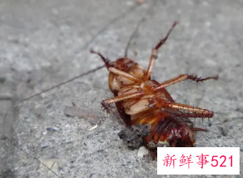 蟑螂不能踩死是真的吗
