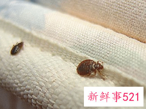 棉被里的虫子图片